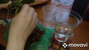 Что делать от получения подростка Орхидеи до посадки