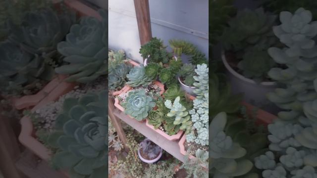 Así van los cortes , les muestro mi rulosa carunculada y en floracion , bienvenidos смотреть онлайн