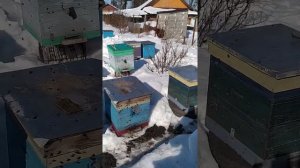 Кавказянка после лютых морозов