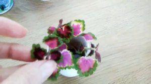 Колеус посадка в грунт