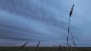 Жирные места! Охота на гуся в Казахстане 2023 4K