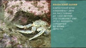 Предельная глубина -  331 - Дайвинг в Кольском Заливе.