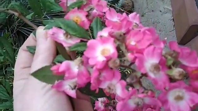 роза Моцарт в октябре смотреть онлайн