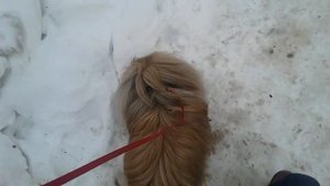 Гигиена пекинеса. Или как правильно следить за пекинесами.