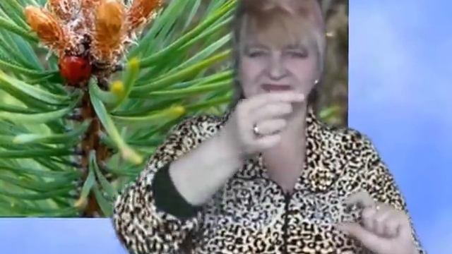 НароДоктор "Сосновые почки", "Герань" смотреть онлайн