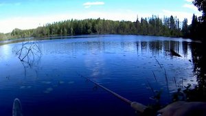 #ЛЕСНОЕ_ОЗЕРО #РЫБАЛКА_НА_СПИННИНГ #РЫБАЛКА_НА_ОЗЕРЕ
