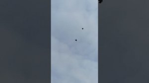 Серпасто-выворотные голуби 29.12.2022 Миронов С.В.