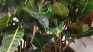 Гринвилль:замиокулькас супер нова, спатифиллум, алоказия Азлани, циссус, фикус, амариллис, лилейник