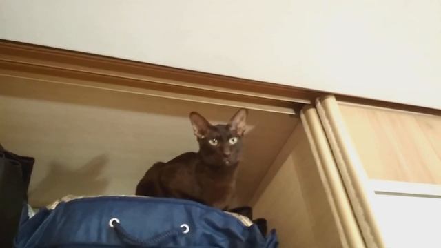 НАШИ ОРИЕНТАЛЬНЫЕ КОШКИ  Я  ЗАВОДЧИК    MY ORIENTAL CATS   VLOG