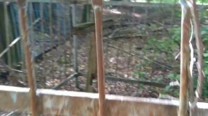 Погост деревни Свинцы (Брянская область, Глинищевский сельсовет)