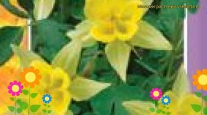Аквилегия обыкновенная Жёлтая звезда. Краткий обзор, описание aquilegia hybrida Zheltaya zvezda