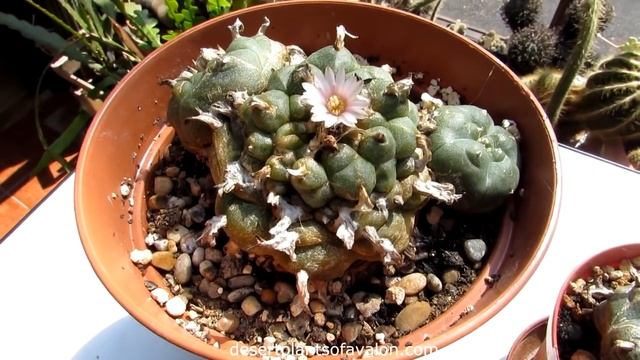 My Flowering Lophophora Williamsii Cacti - The Peyote Cactus In Bloom