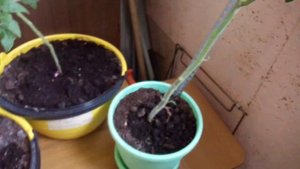 Первый урожай томатов на окошке,Сорт,, Видимо-невидимо,, и,, Балконное чудо,,