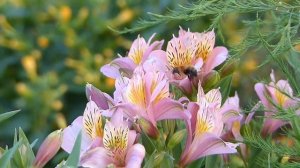 Bumblebee on Alstroemeria トラマルハナバチ♀がユリズイセンに訪花吸蜜