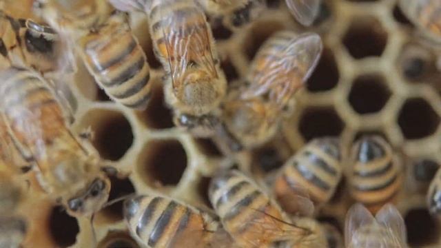 Как пчелы делают МЕД, сколько меда может сделать одна пчела за жизнь смотреть онлайн