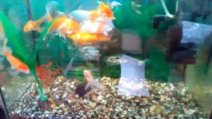 Золотые рыбки и кометы ,идеальный уход!!!