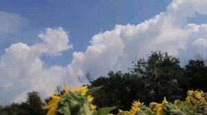 подсолнечник болезни белая гниль и ржавчина