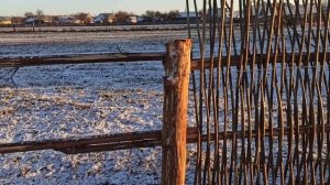 Забор из орешника своими руками. Бюджетный вариант забора из дерева. #заборсвоимируками #забор
