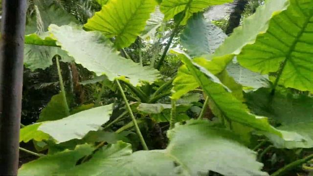 Экскурсия по Южной Америке