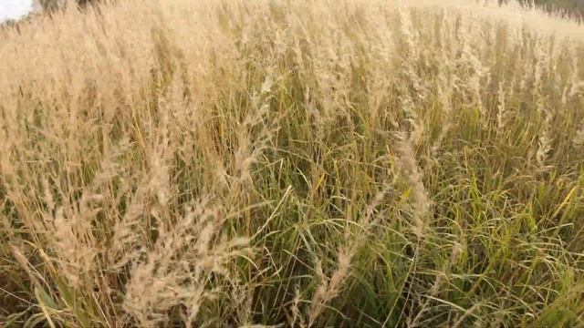 Охота с подхода с МР 155! Искал уток, нашел куропаток!!! смотреть онлайн