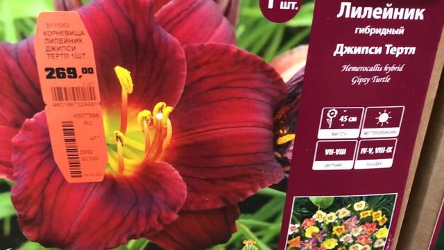 Лилейники 2021 в Оби.Садовые цветы. смотреть онлайн