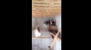 Как петух несет яйца
