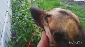 32) Легендарная Собака породы Овчарка по кличке Верба в городе Пенза 03 июля 2022 году.