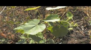 Полезные сорняки - Канатник Теофраста