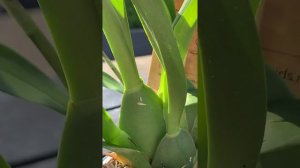 Oncidium Titanium Treasure ❤️