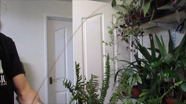 Removing dead leaves and repotting "Boston Ferns"-Nephrolepis смотреть онлайн