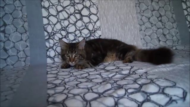 котёнок Мейн кун (5,5 месяцев) из питомника Big Paw*Ru