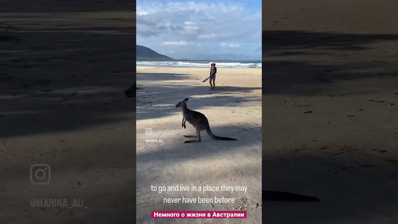 Немного о том, какого это быть иммигрантом… #australia #австралия #австралияпожитейски
