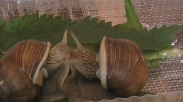 Это любовь. Виноградные улитки / this is Love. Burgundy snail смотреть онлайн