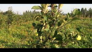 Яблоня сорт Конфетное  Ранние летние сорта яблонь
