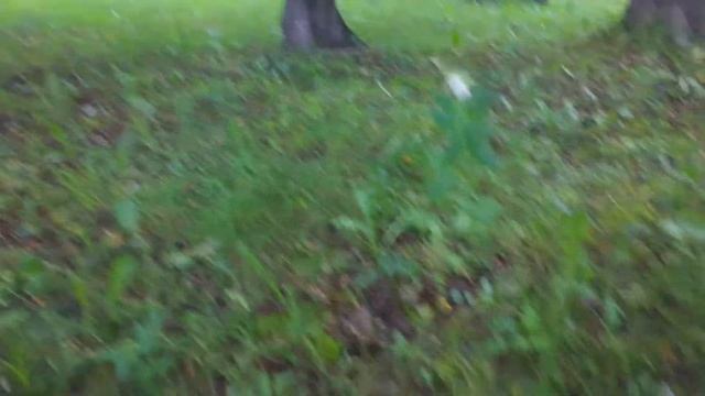 Strzępiak ceglasty (Inocybe erubescens) 17.06.2015 Jaworzno смотреть онлайн