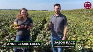 Свекла SAKATA. Испытания новых гибридов. СУПЕР-гибриды КЕСТРЕЛ F1 и РЕД ХАВК F1