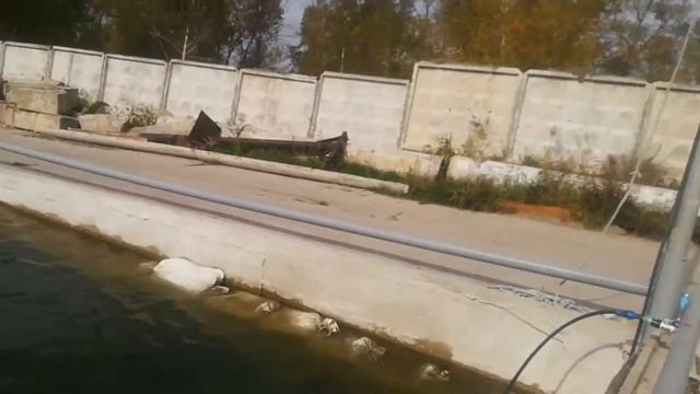 Хлорелла.Уход за прудом. смотреть онлайн