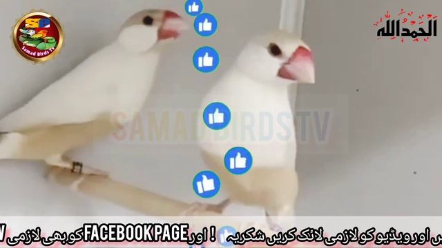 Java Finch Future 2024 | Java sparrow Price in pakistan | Profitable Business ForJava Bird? смотреть онлайн