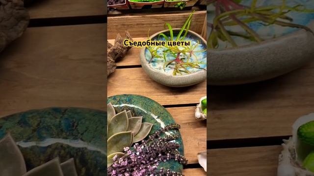 Съедобные цветы и листочки для украшения блюд. #нидерланды