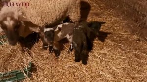 Прививка ягнят. #овцы#бараны