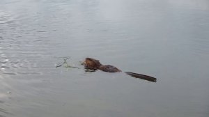 Воркута. Воркутинцы придумывают имя ондатре, обитающей в озере городского парка.