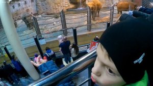 СЛОНЫ. Московский зоопарк.