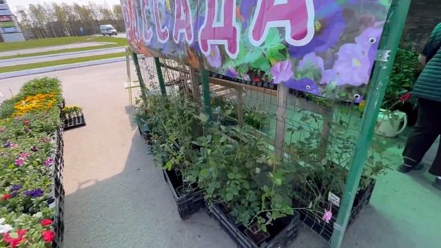 Розничная продажа рассады. Обзор цен.