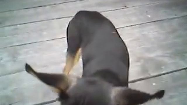 Той терьер Кэрри! смотреть онлайн