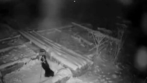 Волк и собака. (18+)