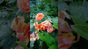 Роза «Пэт Остин», или Жара и англичанки.