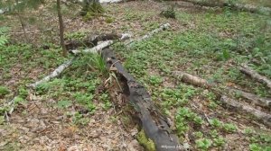 Лекарственные травы для женщин. Боровая матка.