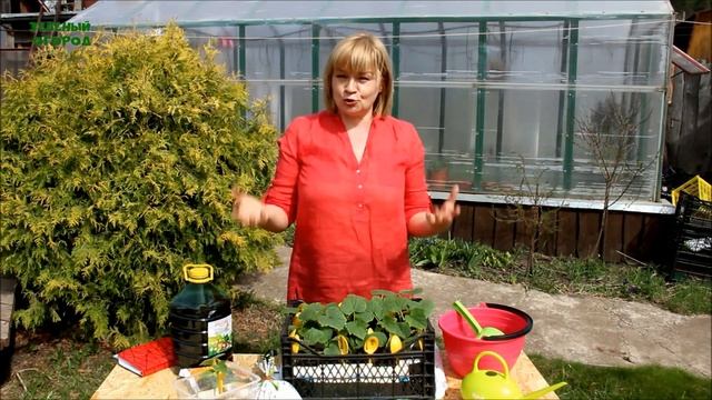 КАК ПРАВИЛЬНО ПОДГОТОВИТЬ РАССАДУ ОГУРЦОВ К ПОСАДКЕ! Советы от ЗЕЛЕНОГО ОГОРОДА! смотреть онлайн