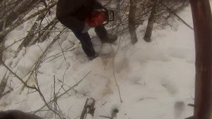 Хускварна 130 на валке берёзы и ольхи. Маленькая проф. пила.