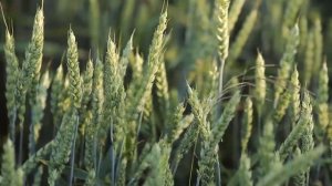 Успокаивающая музыка для сна ~ релаксации музыка, Сон музыка, спокойная музыка